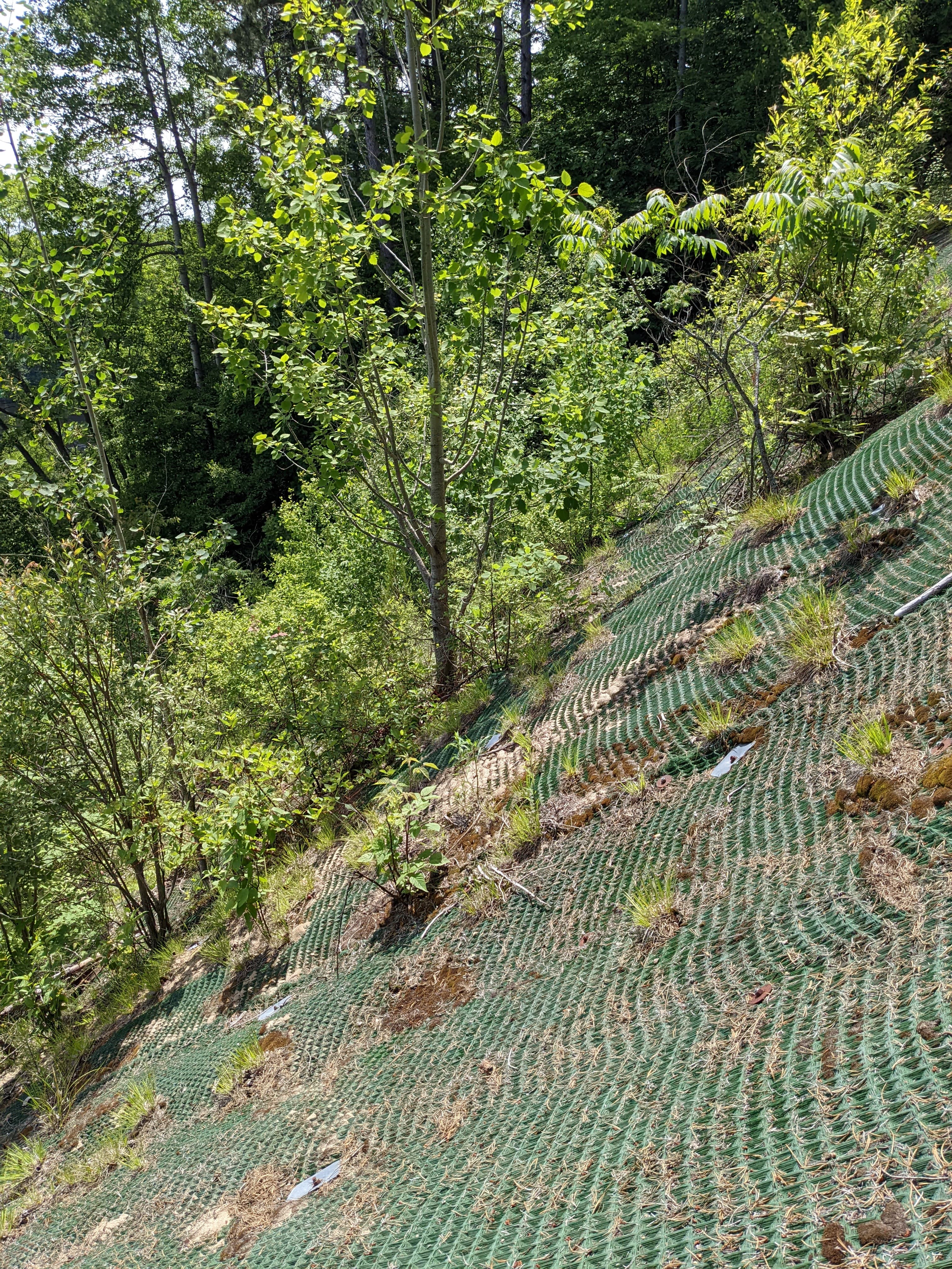 The PROPEX Armormax® system was live staked with trees and seeded, ensuring long-term erosion control while integrating vegetation into the stabilization solution